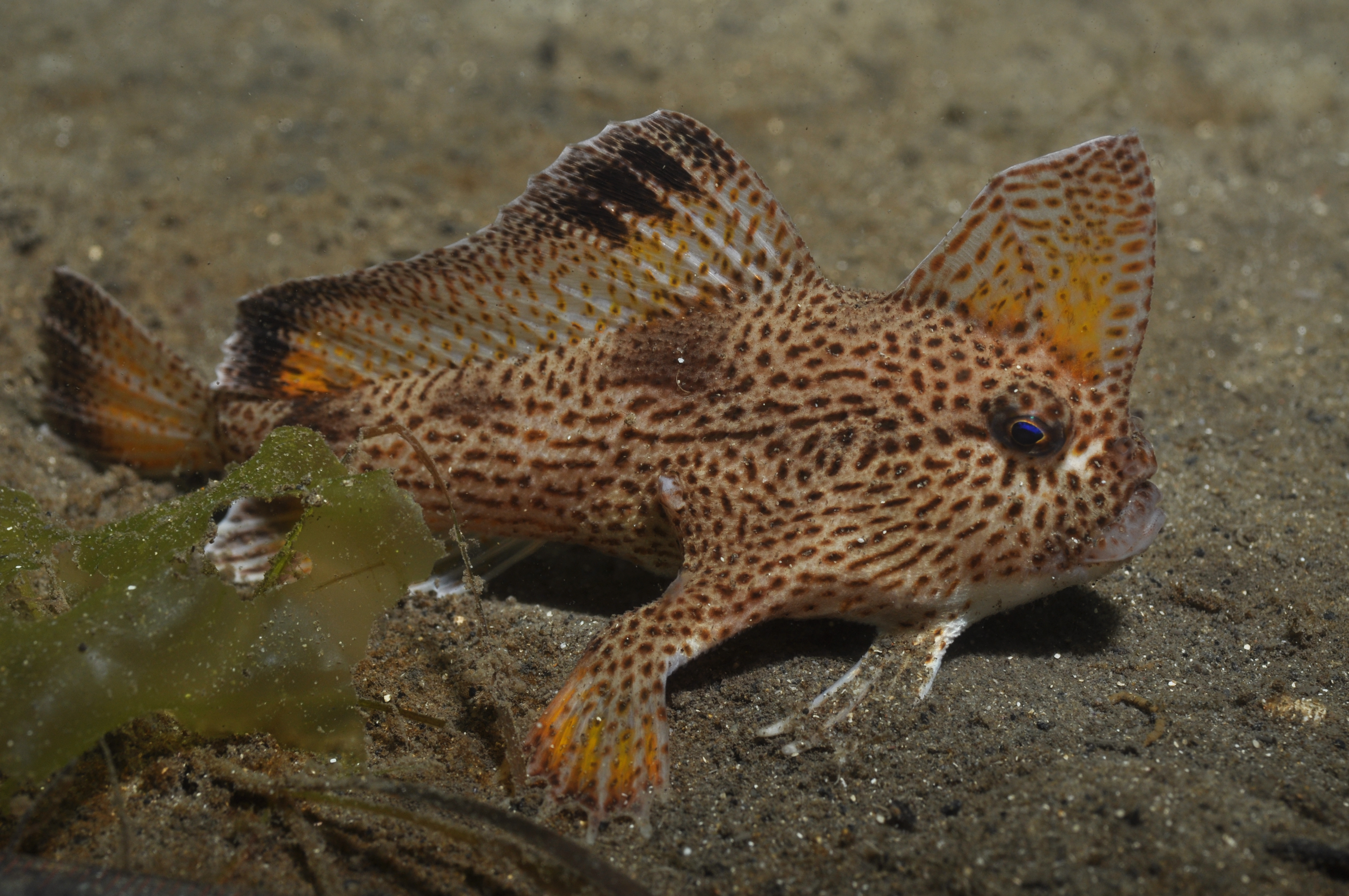 Species Overview - Handfish Conservation Project