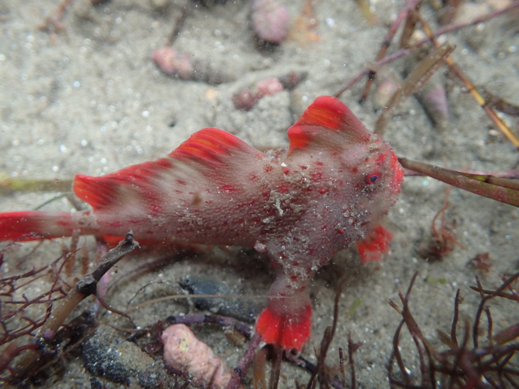 Red_115 - Handfish Conservation Project