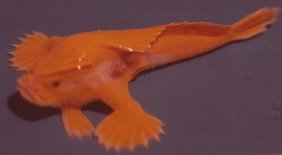 Ziebell's handfish | Handfish Conservation Project