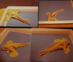 Ziebell's handfish | Handfish Conservation Project