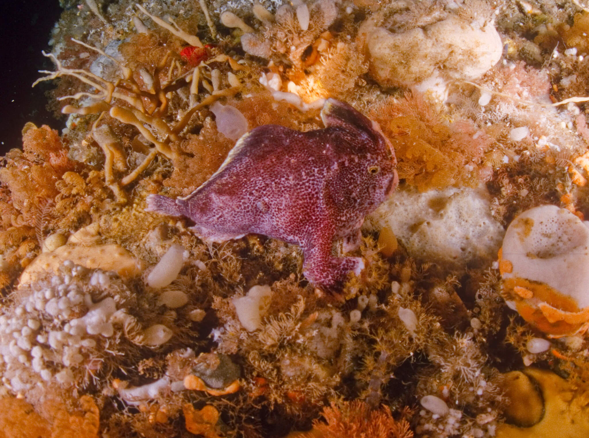 Ziebell's handfish | Handfish Conservation Project