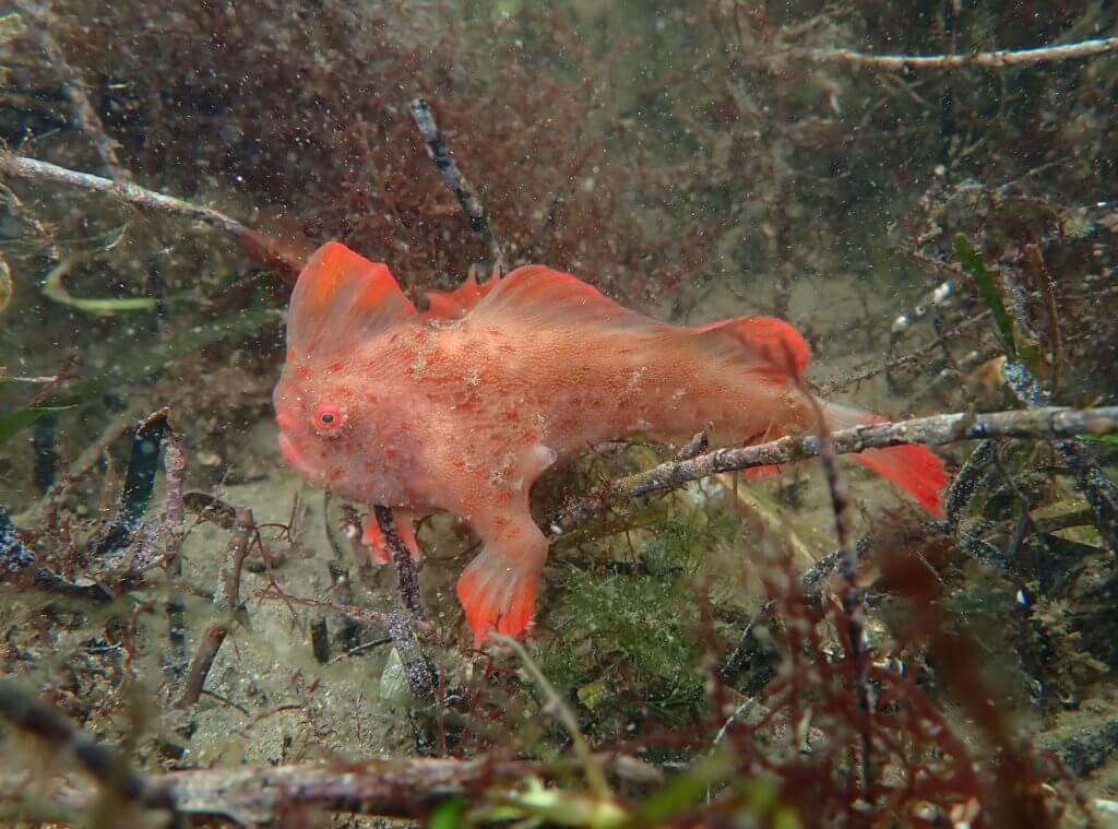 Red_425 - Handfish Conservation Project