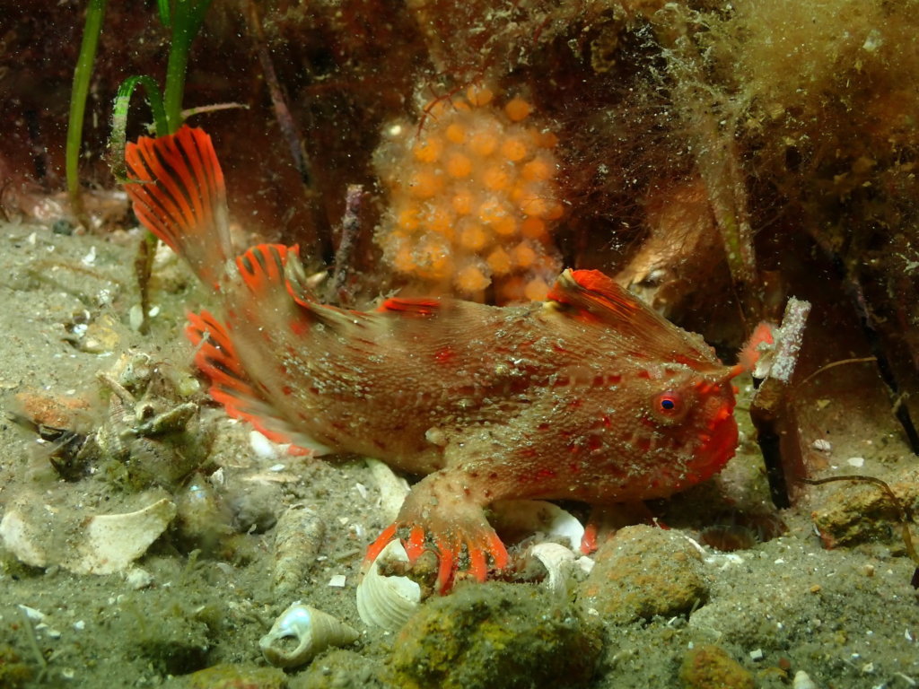 Red_476 - Handfish Conservation Project